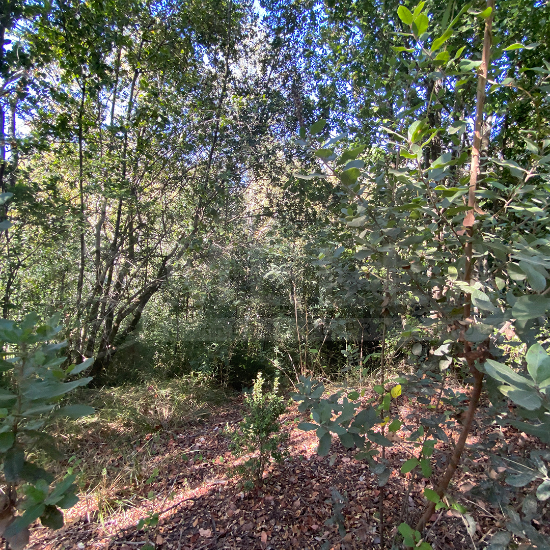 Fundo San Ignacio camino Peña Blanca