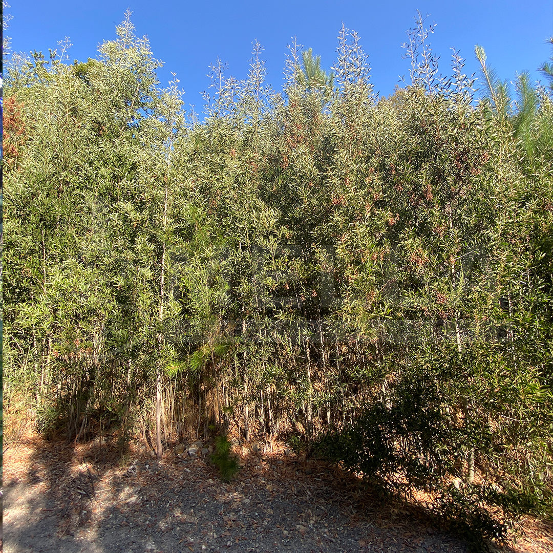 Fundo San Ignacio camino Peña Blanca